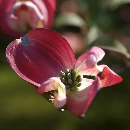 Park Belvedere فندق كانوبيو
