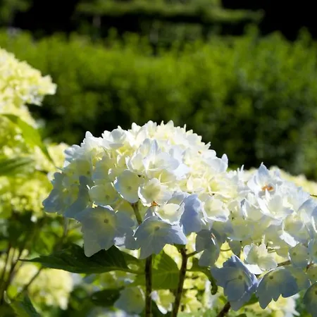 Hotel Park Belvedere Cannobio