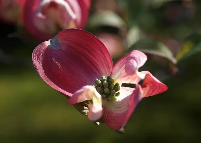 Park Belvedere ホテル カンノビオ